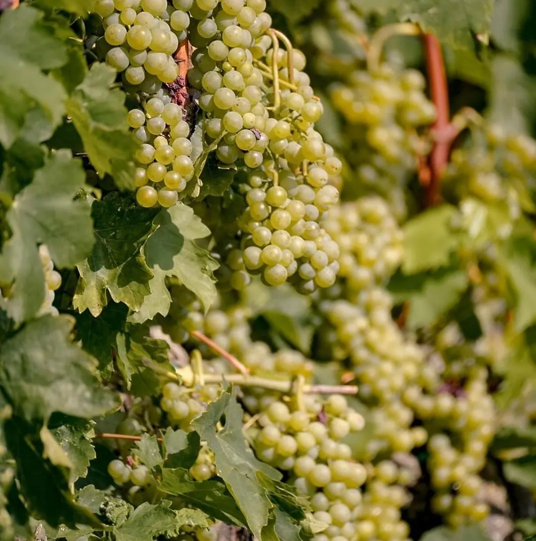 Wine Residence Cattunar Brtonigla Croatia
